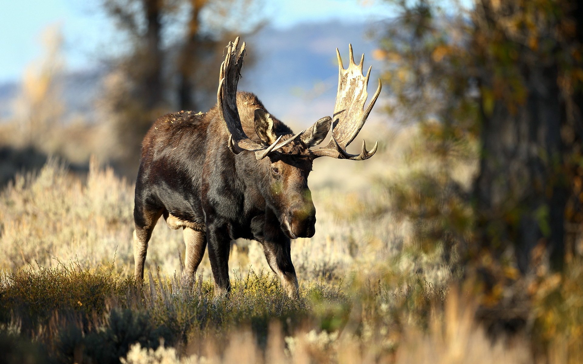 alces naturaleza fondo