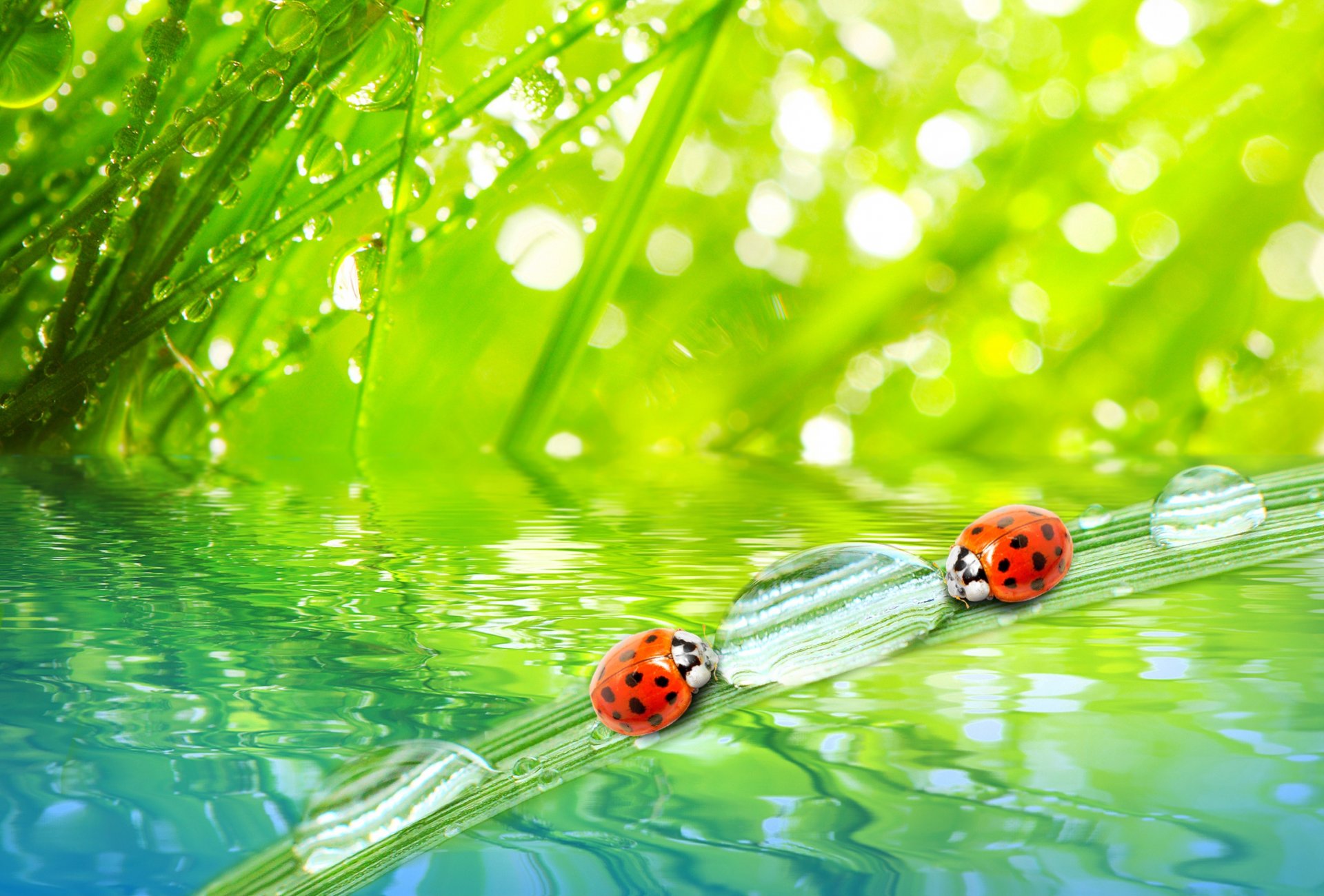 nature close up morning grass rosa drops water ladybugs macro the grass the dew drop