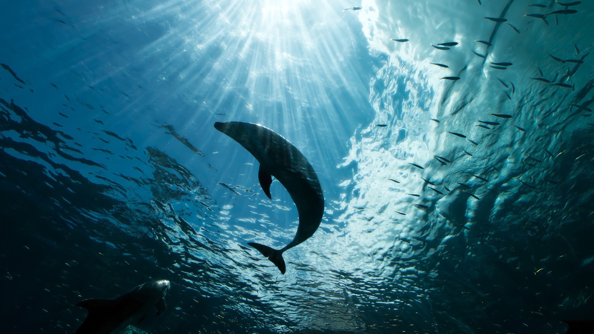 acqua profondità raggi luce mare oceano gregge banco pesce delfino sagoma contorno contorno