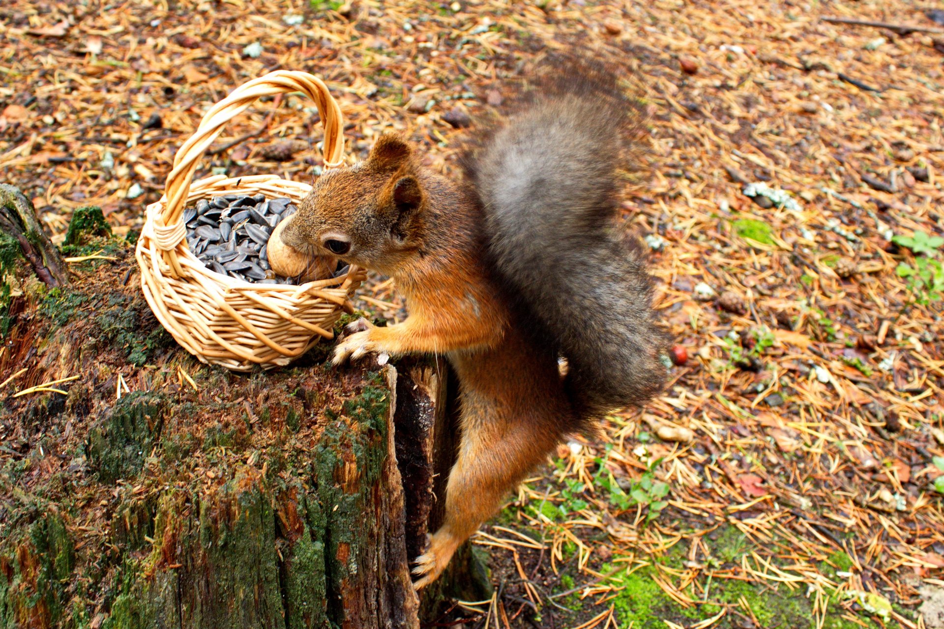 ardilla cesta nuez semillas otoño tocón roedor animales naturaleza agujas de pino