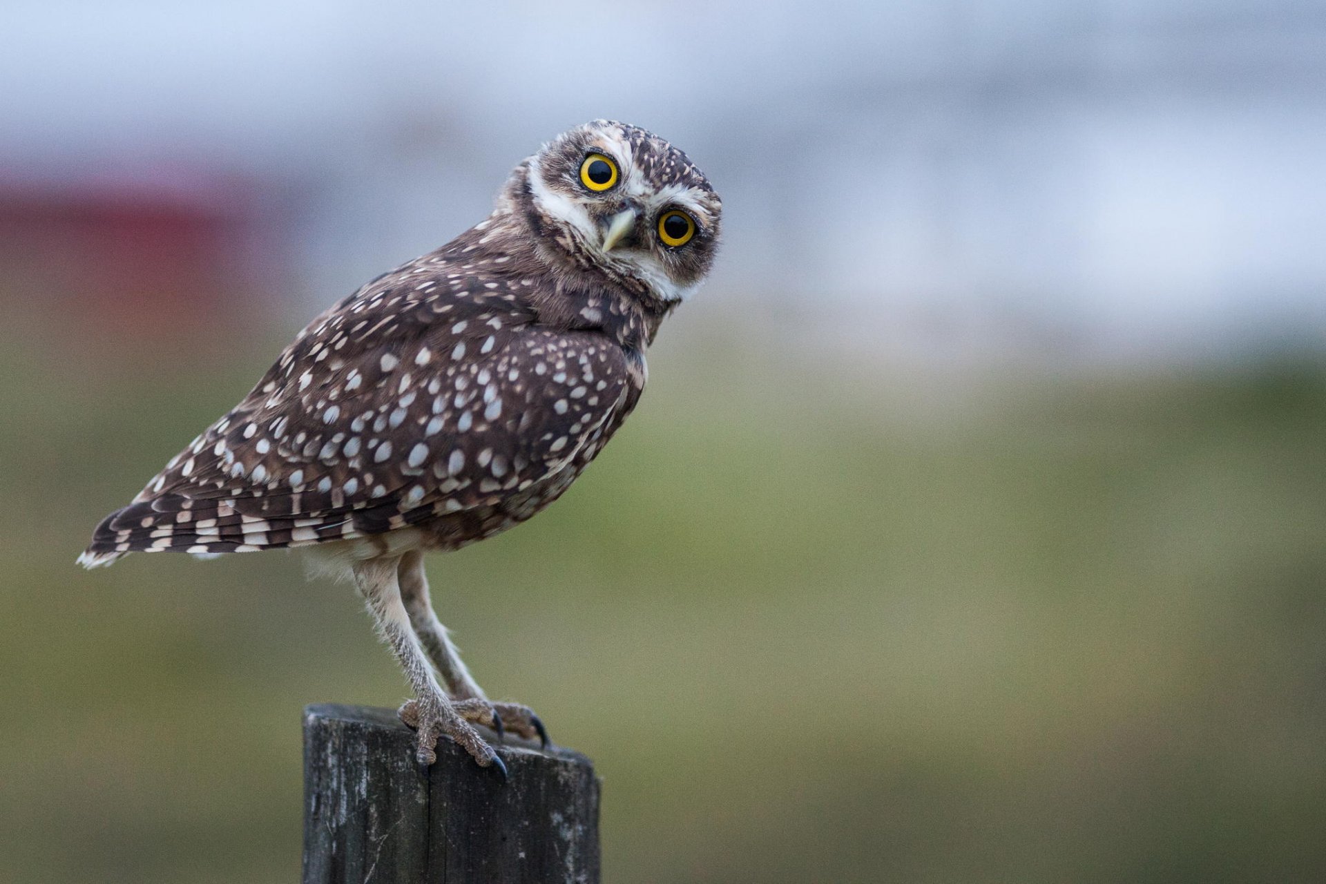 eule blick bokeh