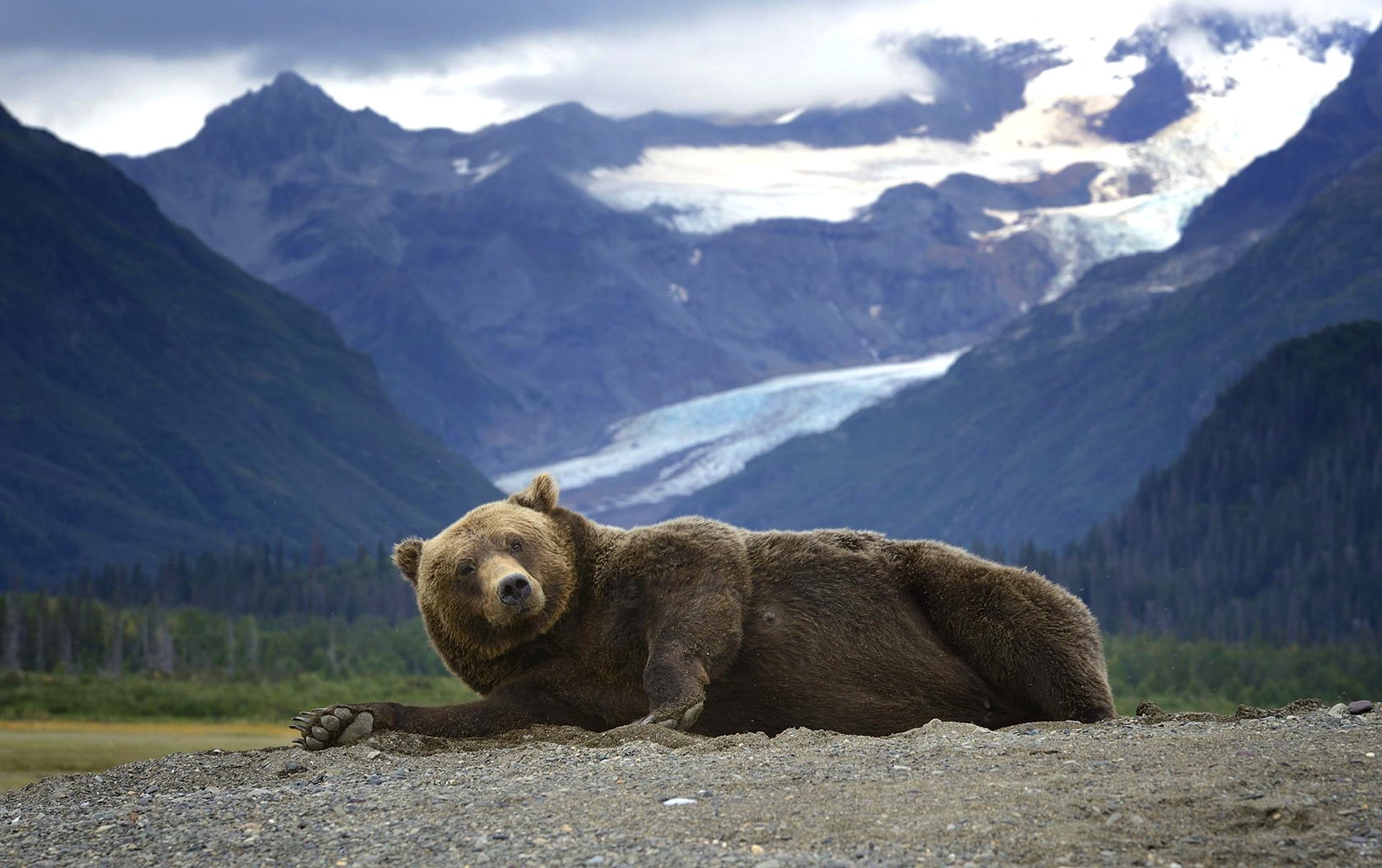 bear grizzly predator is mountain alaska