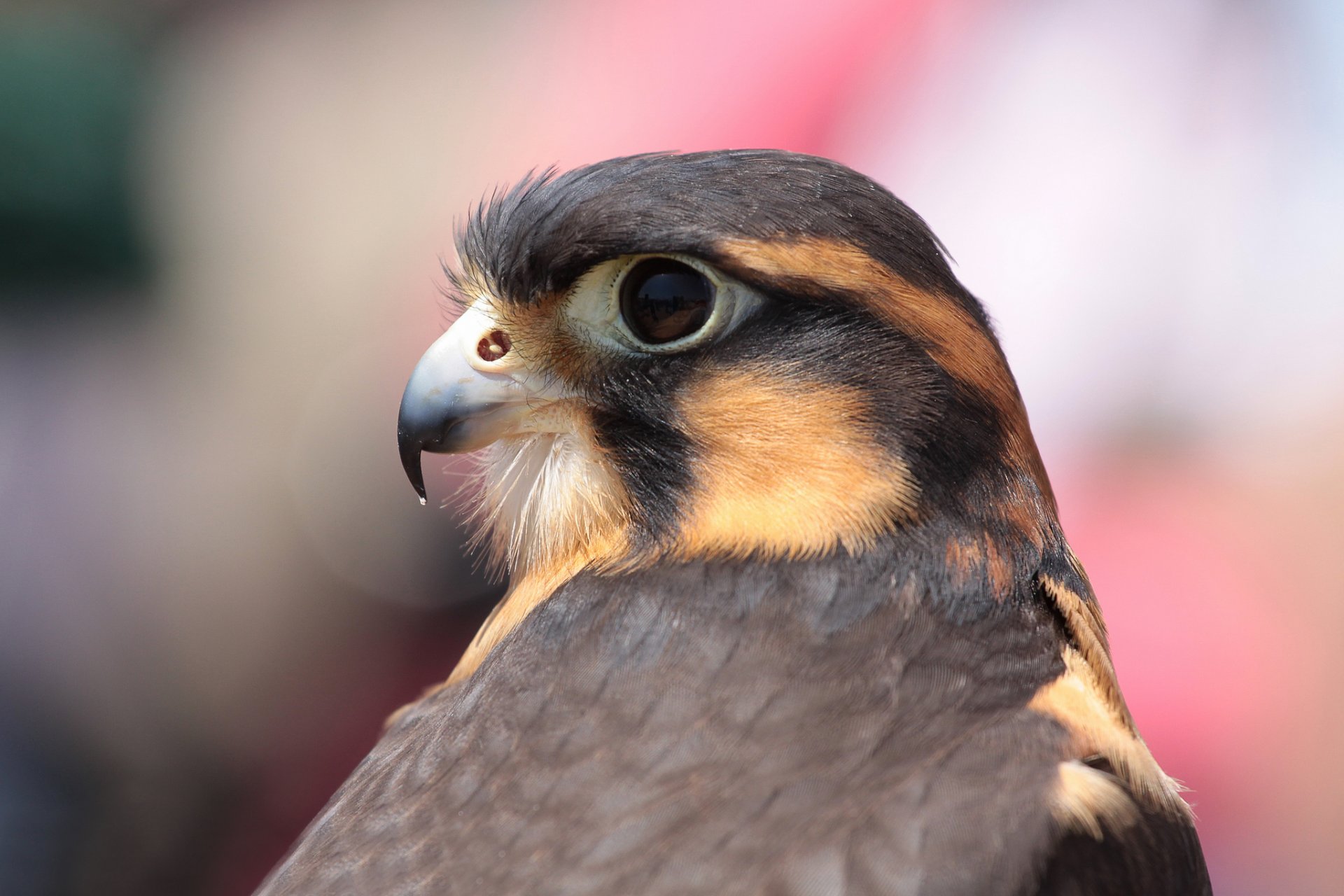 oiseau faucon mexicain du sud aplomado profil