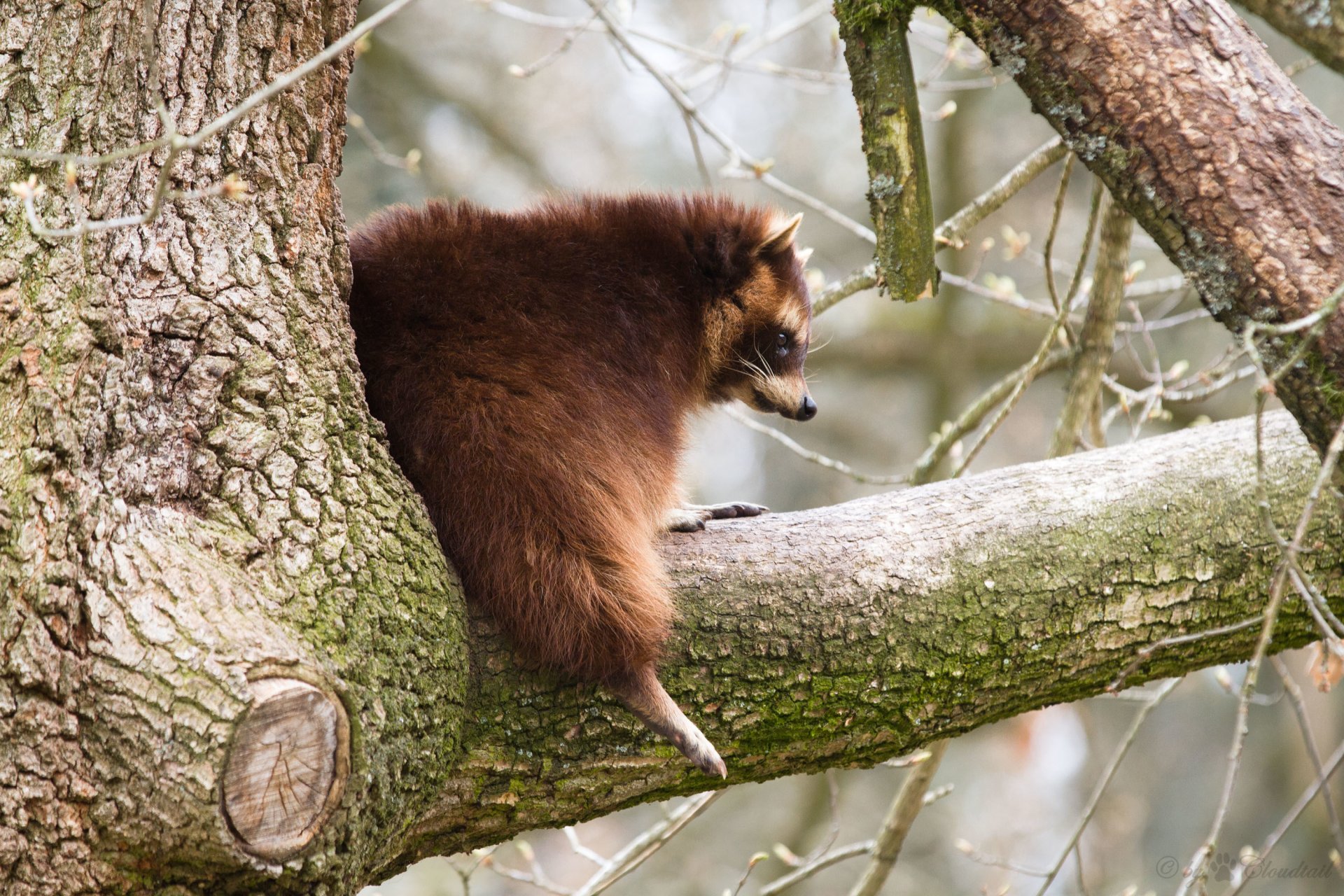 raton laveur arbre branche