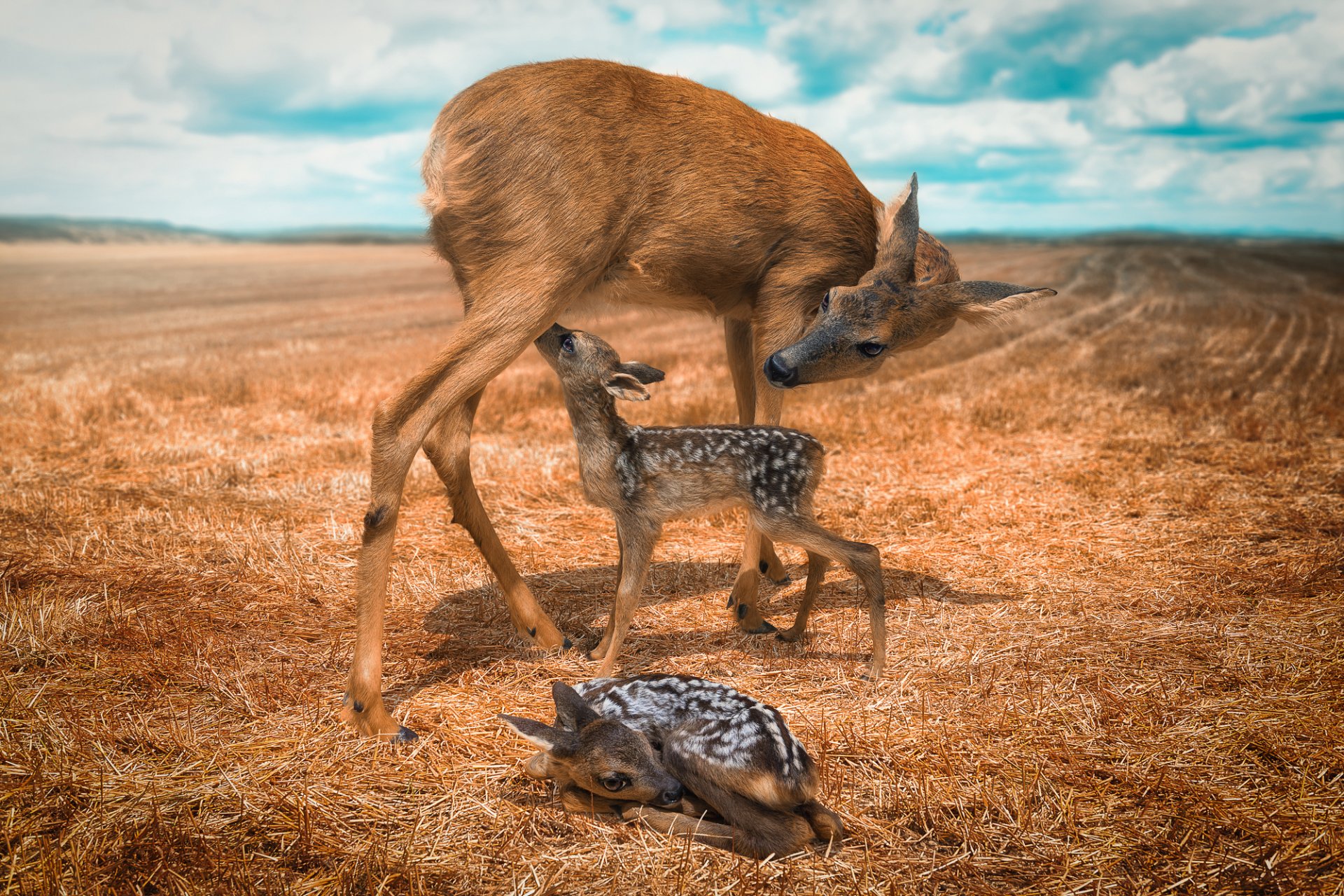 reindeer deer offspring the field