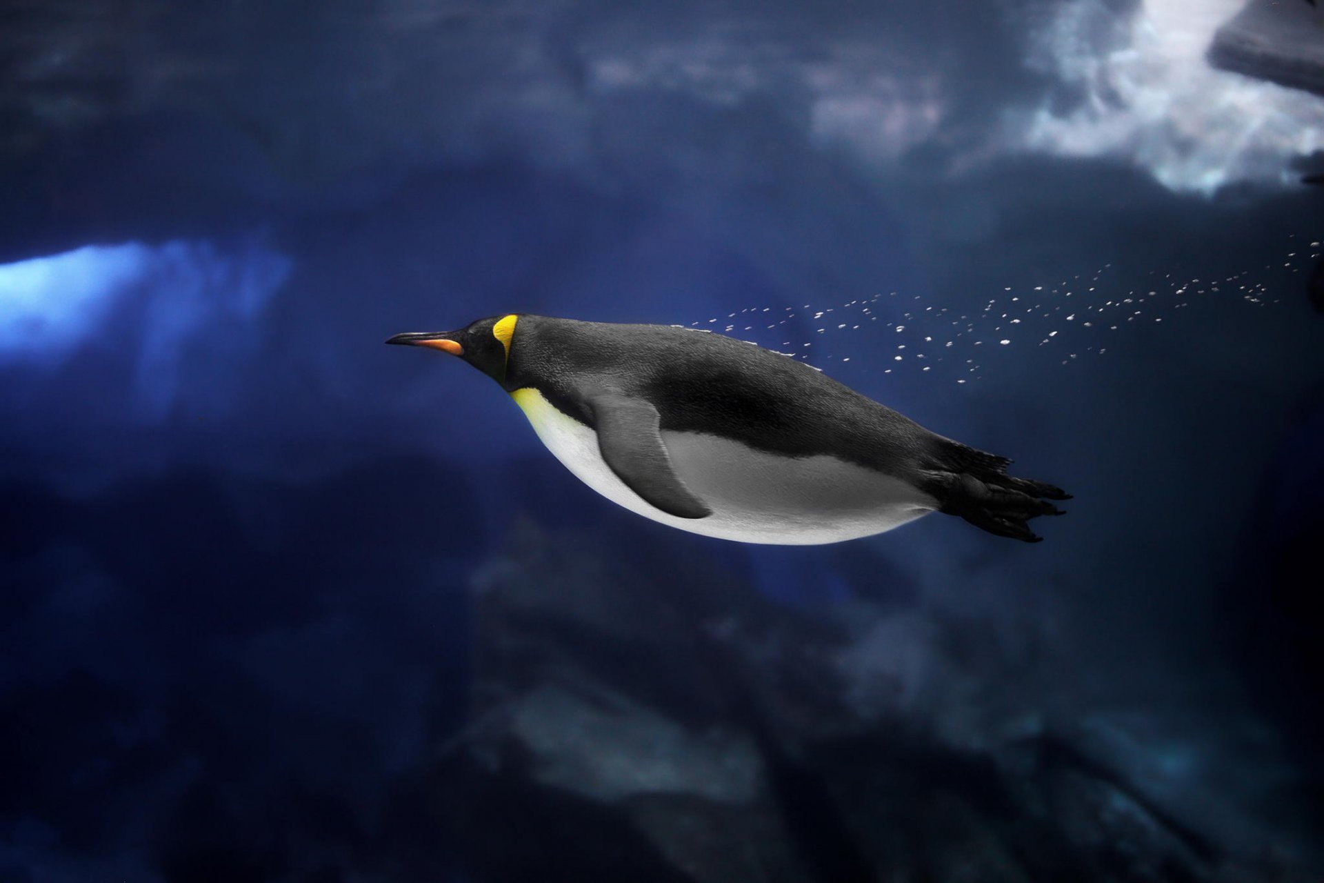 océano pingüino glaciar antártida animales