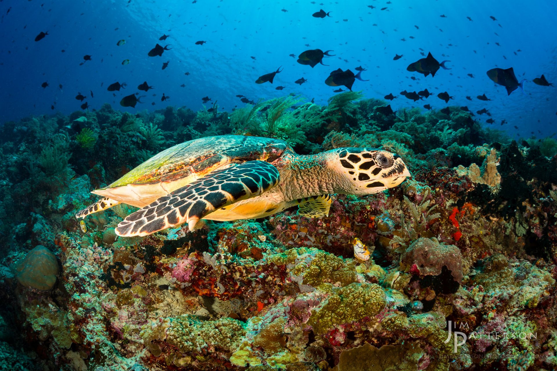 turtle coral fish underwater world