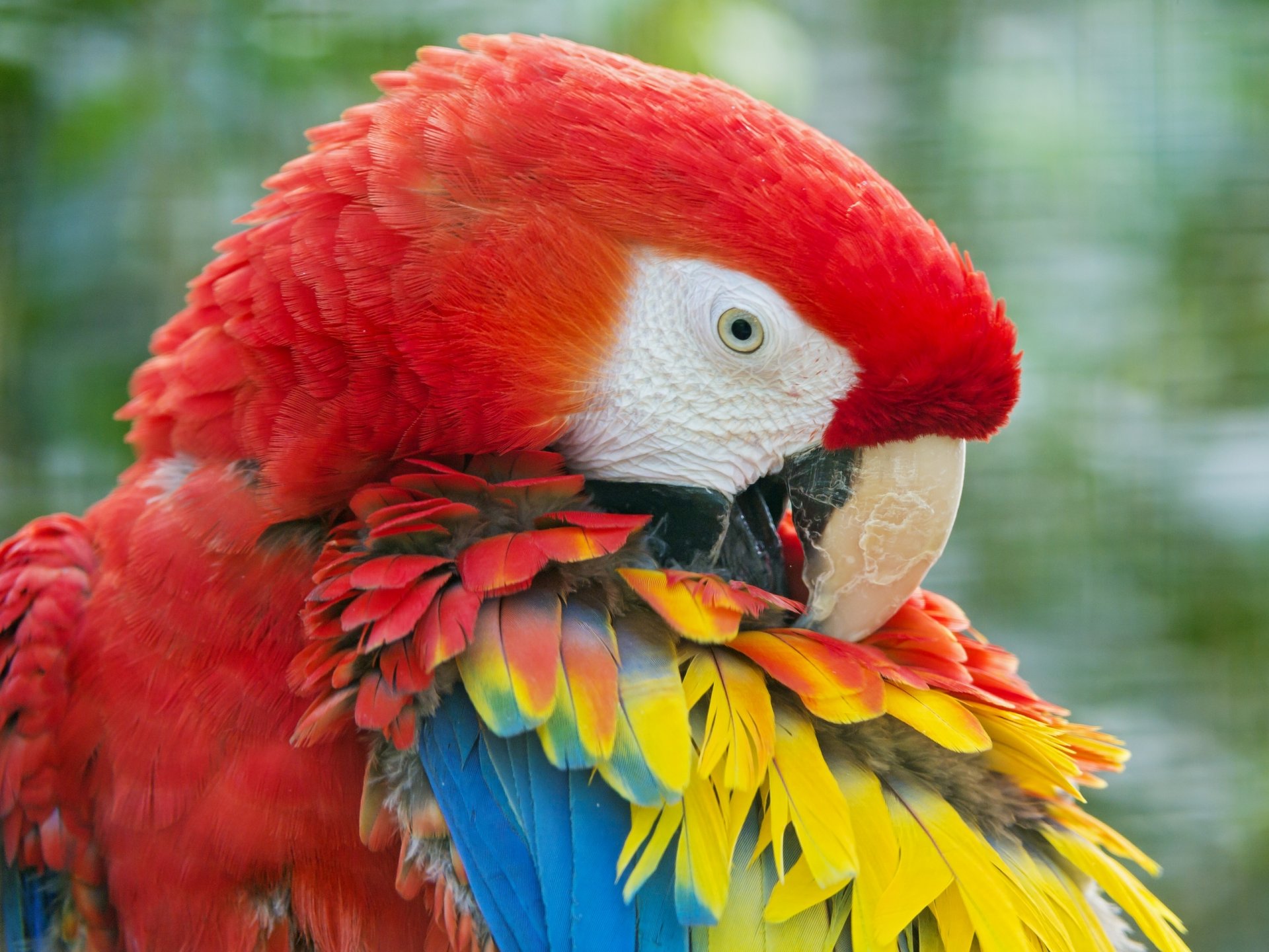 loro guacamayo plumas