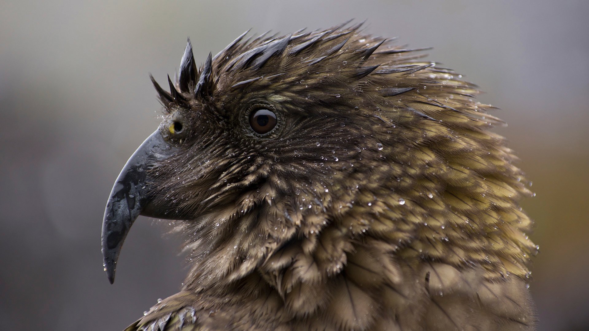 kea alpenpapagei makro tropfen nestor notabilis neuseeland vom aussterben bedrohte spezies