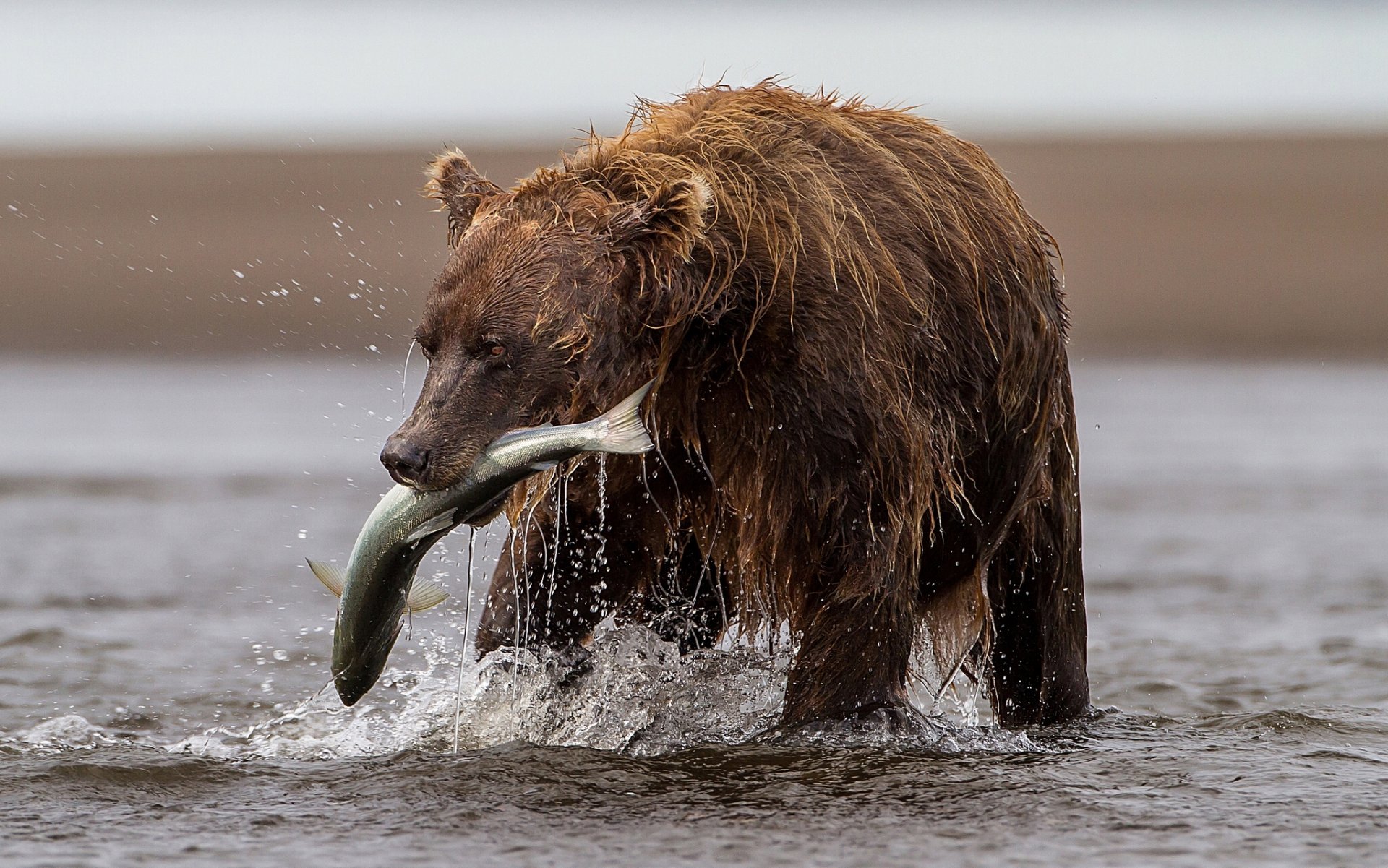 orso pesce trota fiume cattura pesca