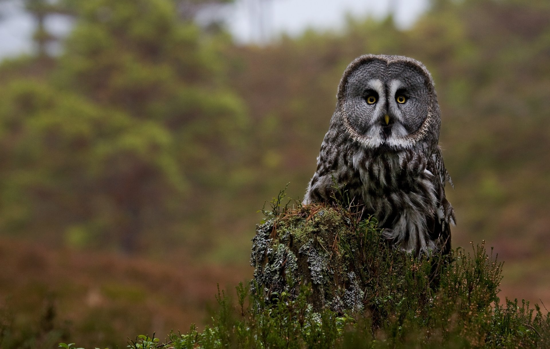 great gray owl owl stump