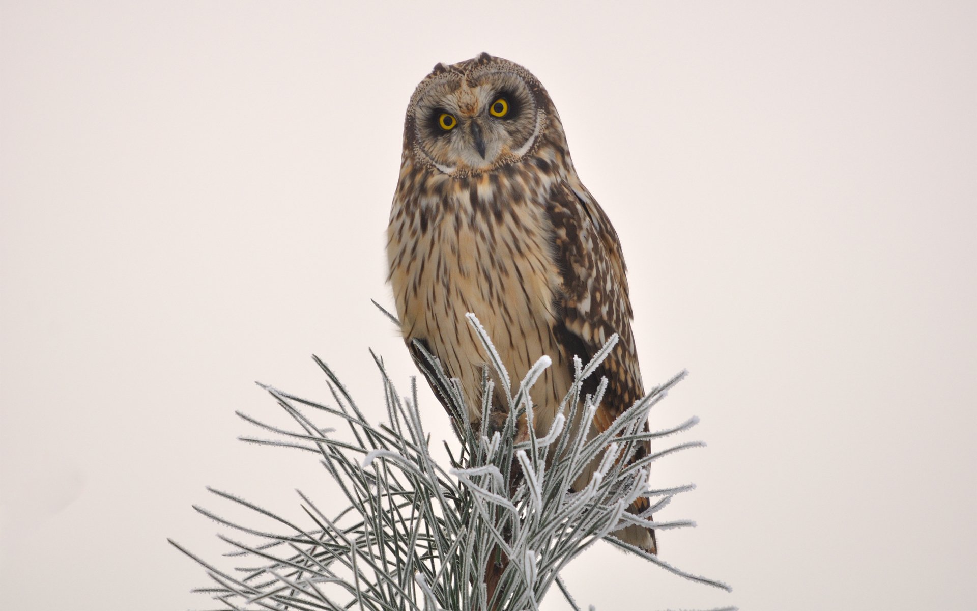 oiseau hibou arbre aiguilles aiguilles neige