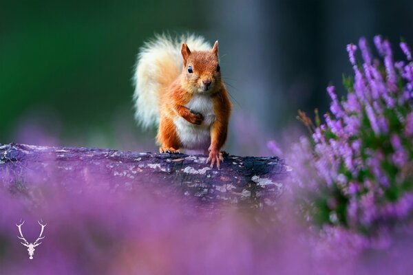 Squirrel on a tree in a lavender field