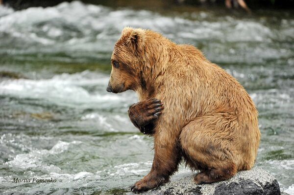 Der Bär unter den Tautropfen verlangsamt sich die Zeit am Fluss betet für das Wasser