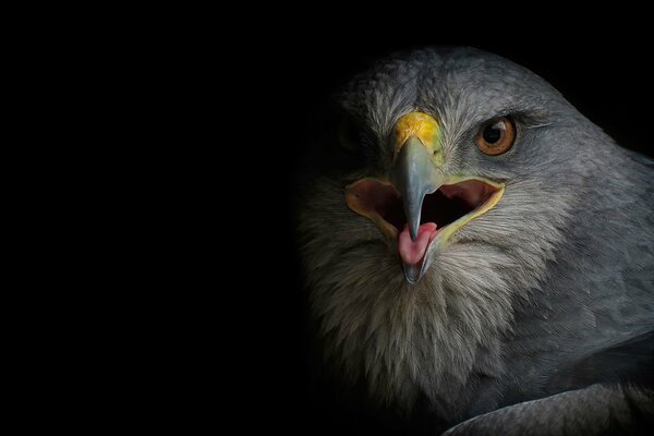 The falcon looks into the camera with its beak open