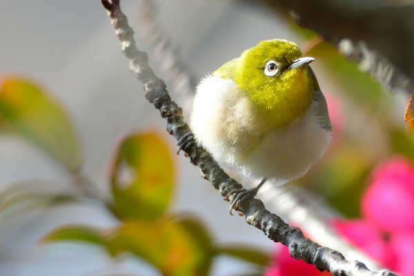 Oiseau avec plumage jaune sur une branche avec des fleurs roses