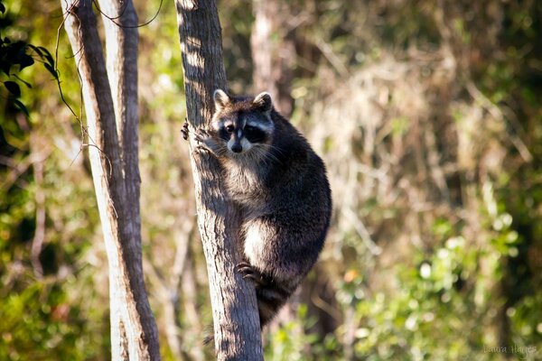 Un procione si arrampica su un tronco d albero