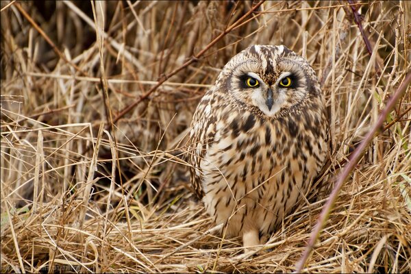 The wise owl is a master of disguise