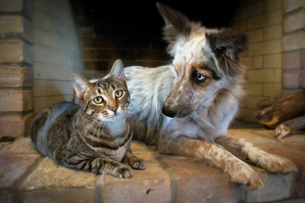 Tierfreundschaft. Katze und Hund