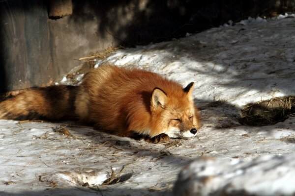 Fuchs erstarrte vor langwierigem Sprung