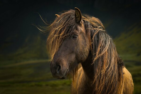 A horse with a long mane