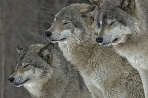 La famille des loups se tient ensemble