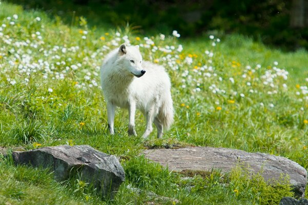 Loup blanc dans le champ