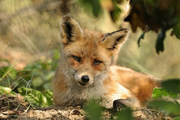 A red fox is lying on the grass