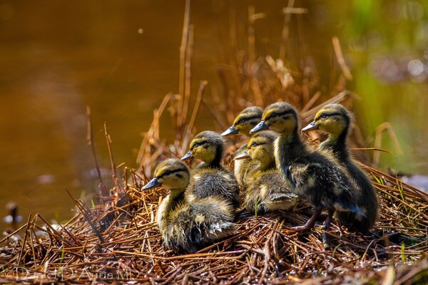 A brood of little ducklings is waiting for mom with food