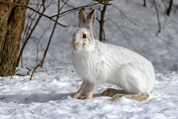 Liebre blanca sobre nieve blanca