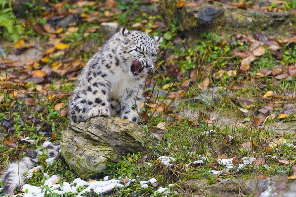 Leopardo delle nevi dove la pietra è autunno e foglie