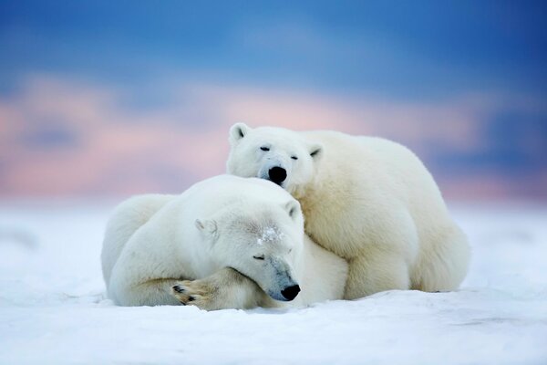 Fotos pareja de osos polares durmiendo en la nieve