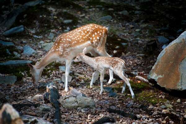 Roe deer with her baby