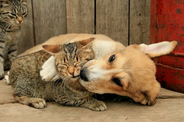 Friendship between a cat and a dog