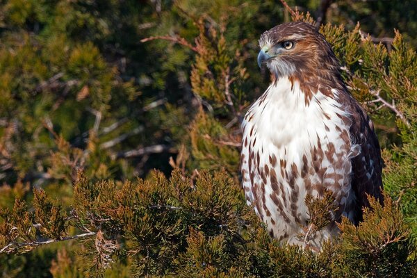 Red-tailed buzzard in the wild