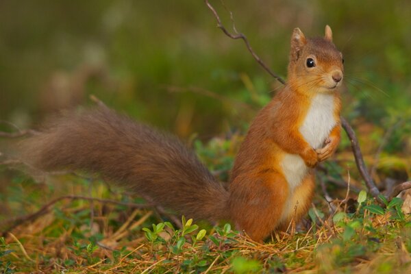 Rothaarige Eichhörnchen im Wald