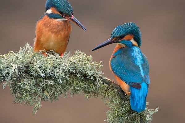 Two birds are sitting on a twig