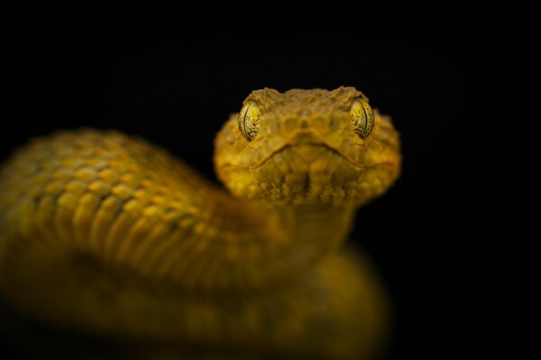 A venomous snake looks eye to eye