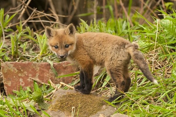 Photo of a little fox cub on a stone