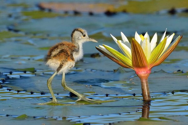 A curious bird next to a lotus flower