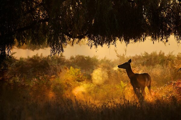 Un ciervo solitario al atardecer junto a un árbol