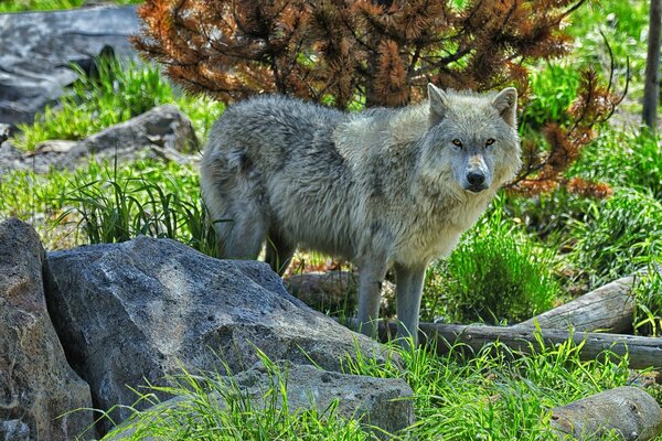 Wolf spaziert durch felsiges Gelände