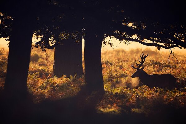 Cerf à l aube dans la forêt