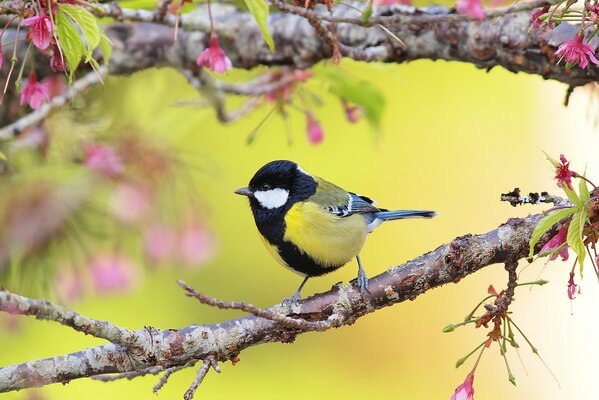 Tit en una rama floreciente