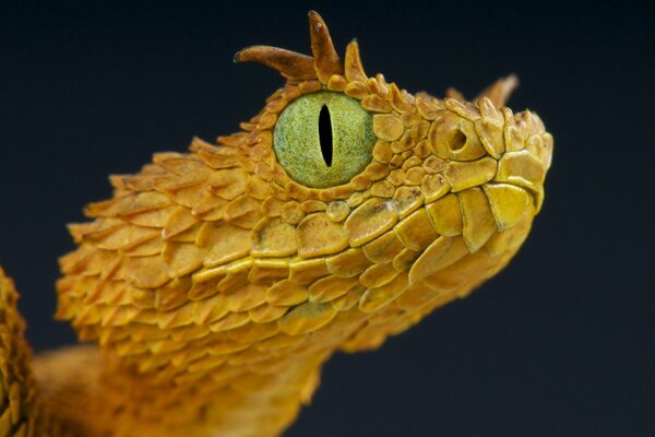 Hermosa serpiente con ojos verdes pronunciados