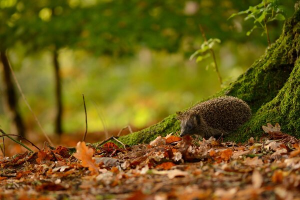 Prickly hedgehog in the autumn forest