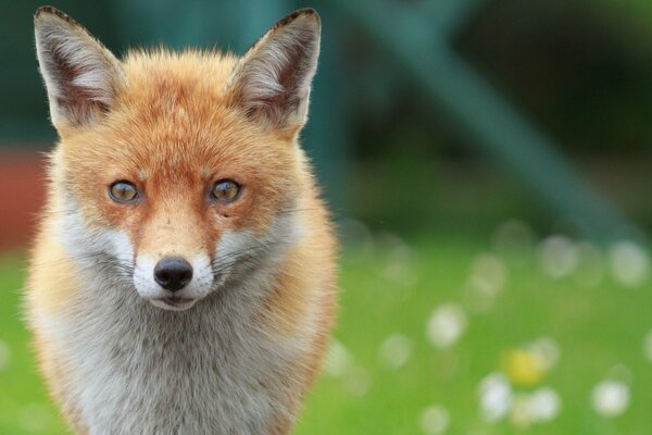 Beautiful fox close-up