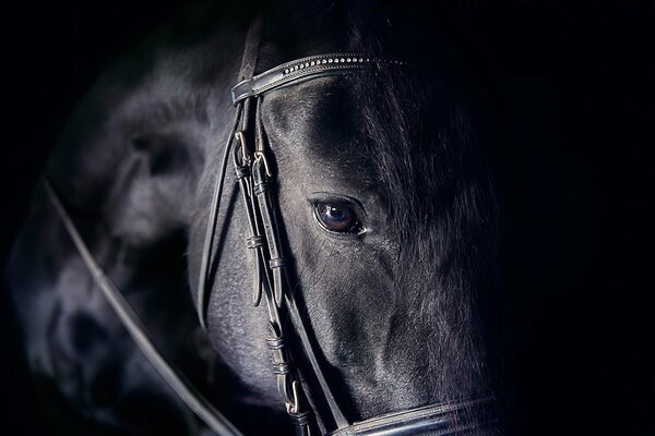 Hermoso ojo de caballo negro