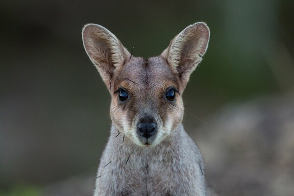 Kangaroo face with a cute face