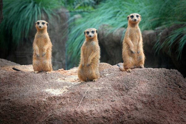 Trois suricates se tiennent debout